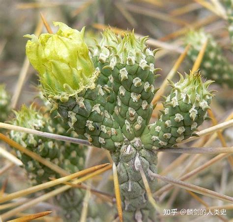 仙人掌功效|仙人掌（仙人掌科仙人掌属植物）